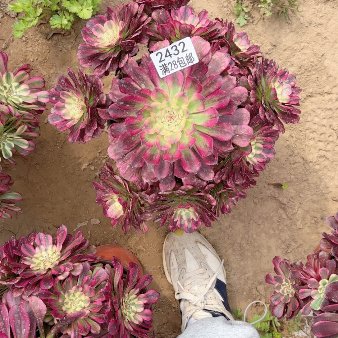 2432维纳斯多肉11111