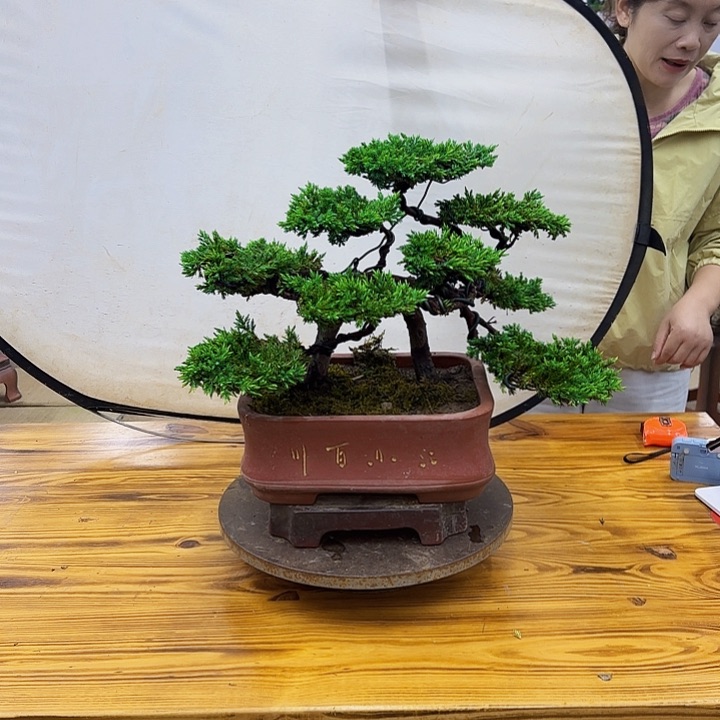 无花朵盆景直播间一物一拍