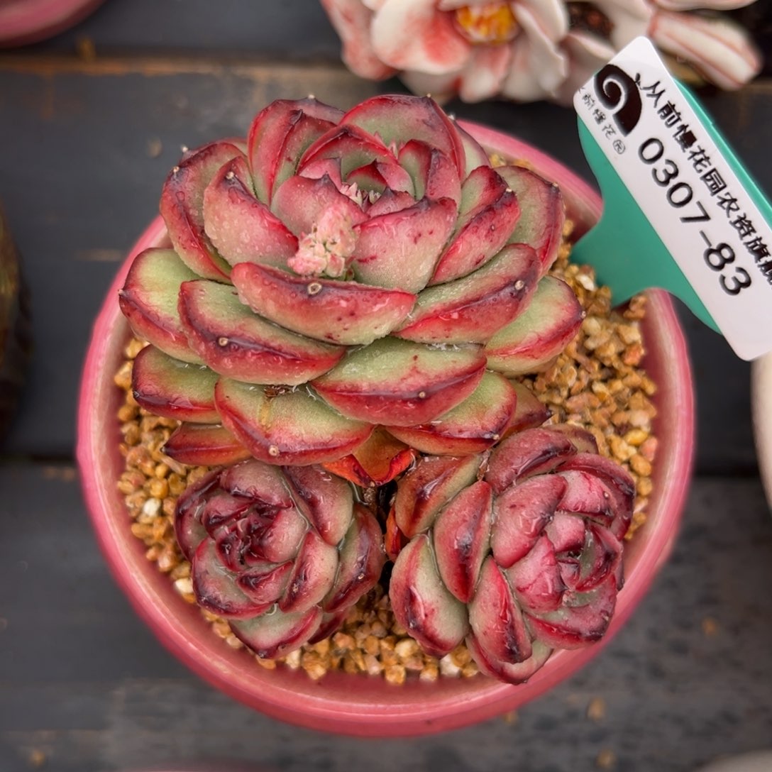 多肉一物一拍0307-83