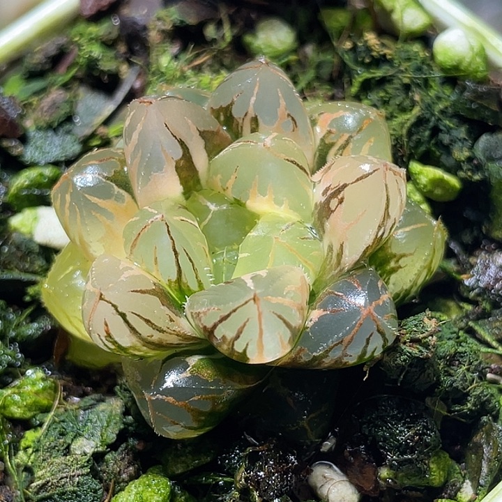 555水晶灯锦特选福利