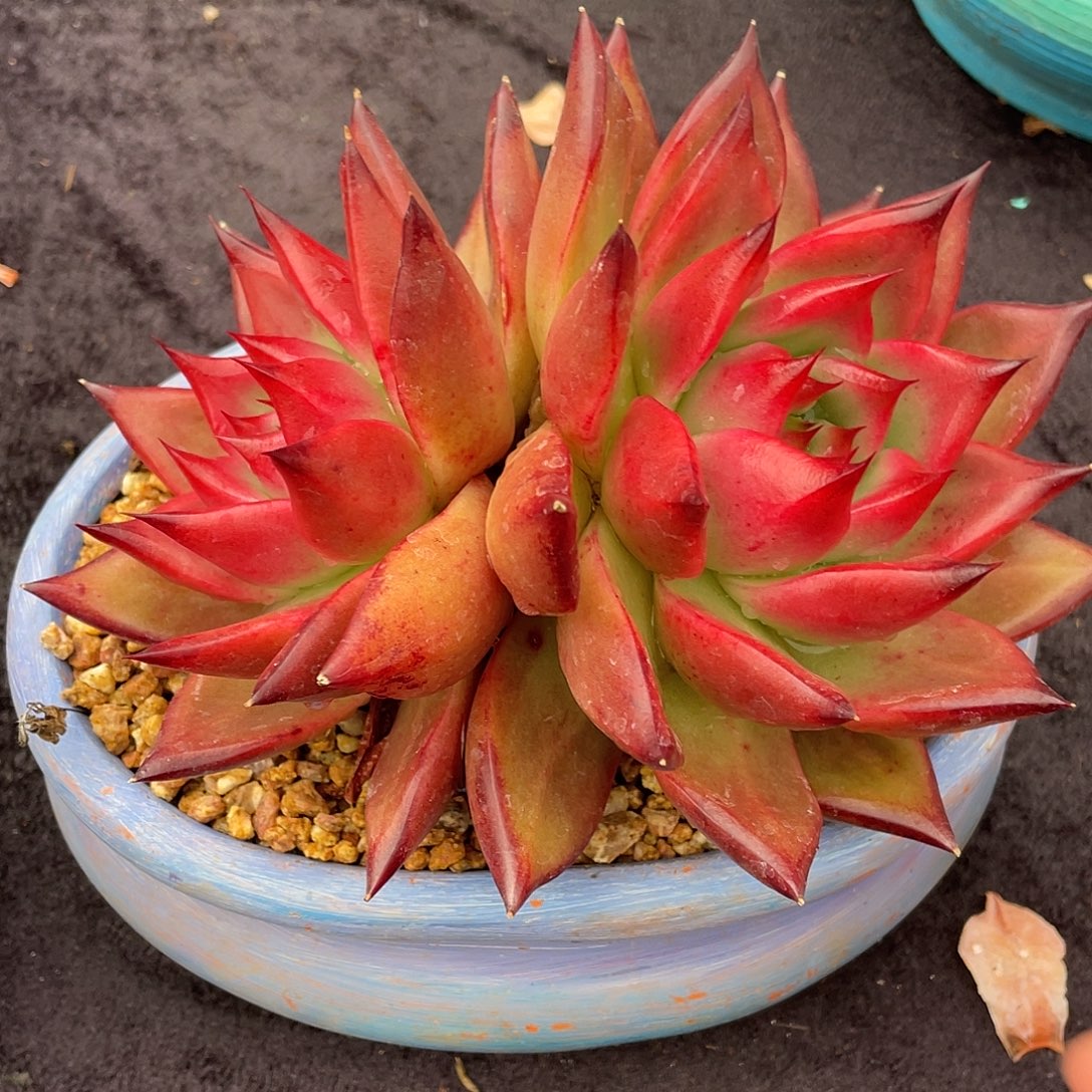 多肉植物一物一拍