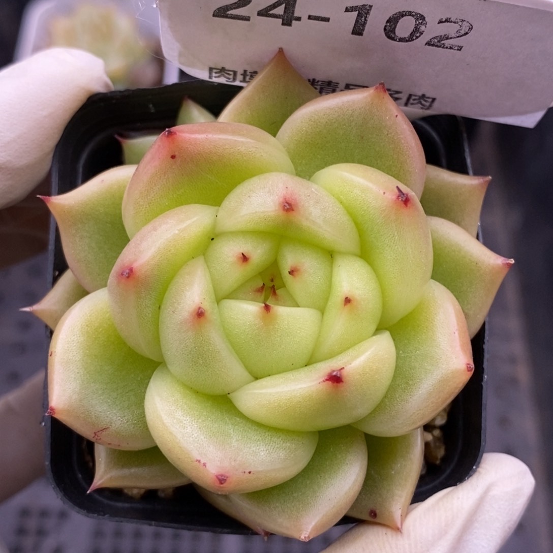 【闪购商品】24-102玉玲珑