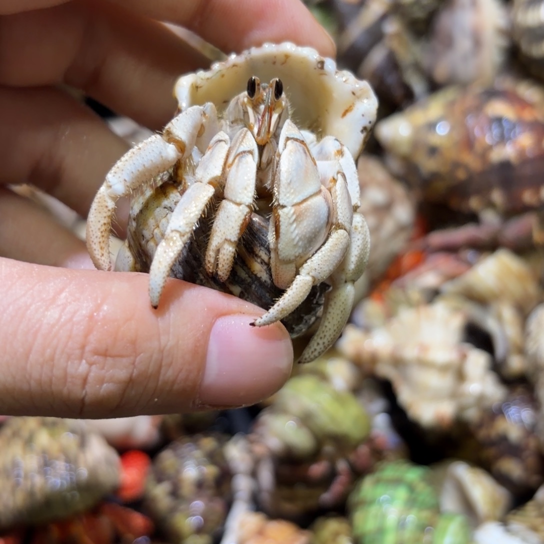 活体寄居蟹 不退不换 6