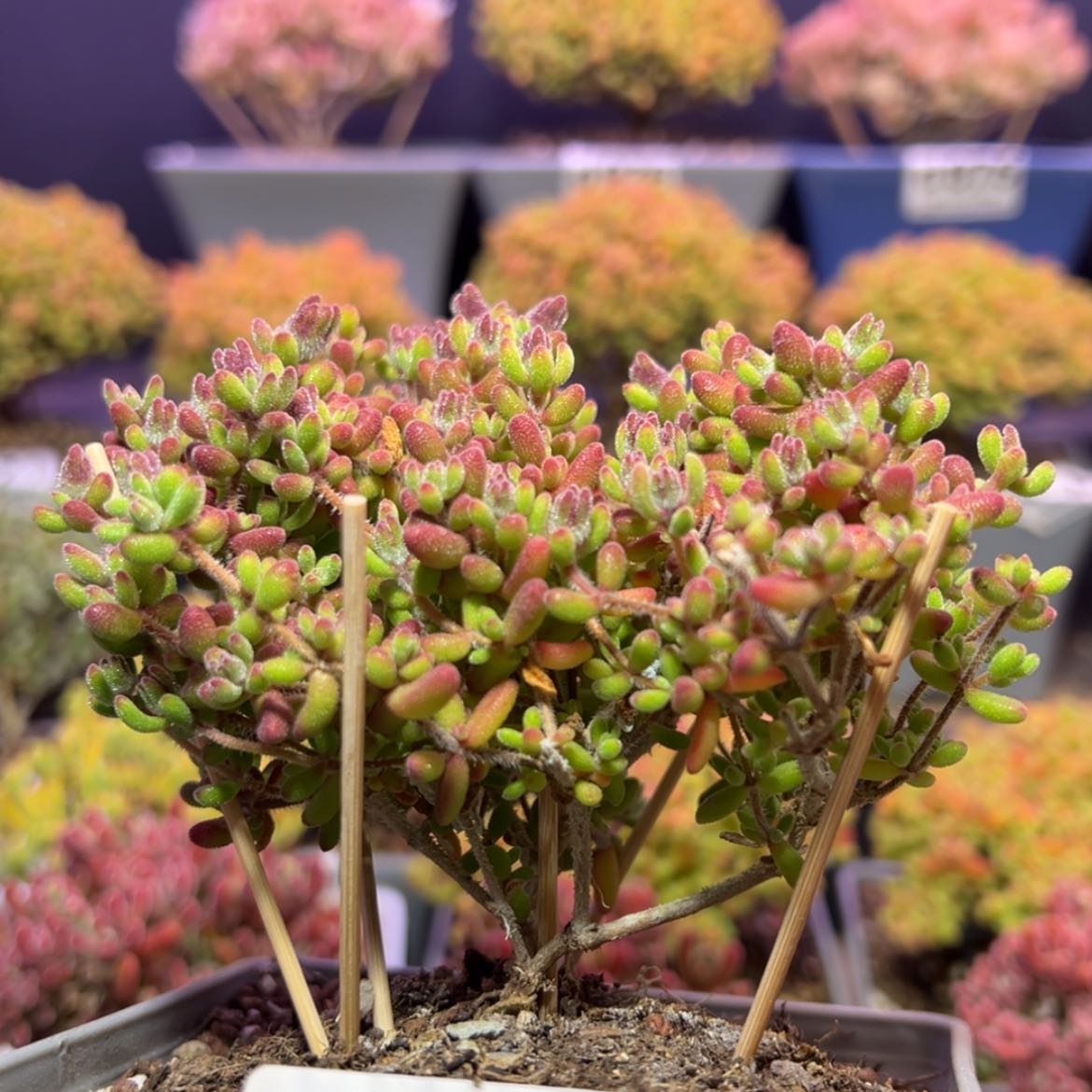 【闪购商品】e009红宝石冠幅9.5cm