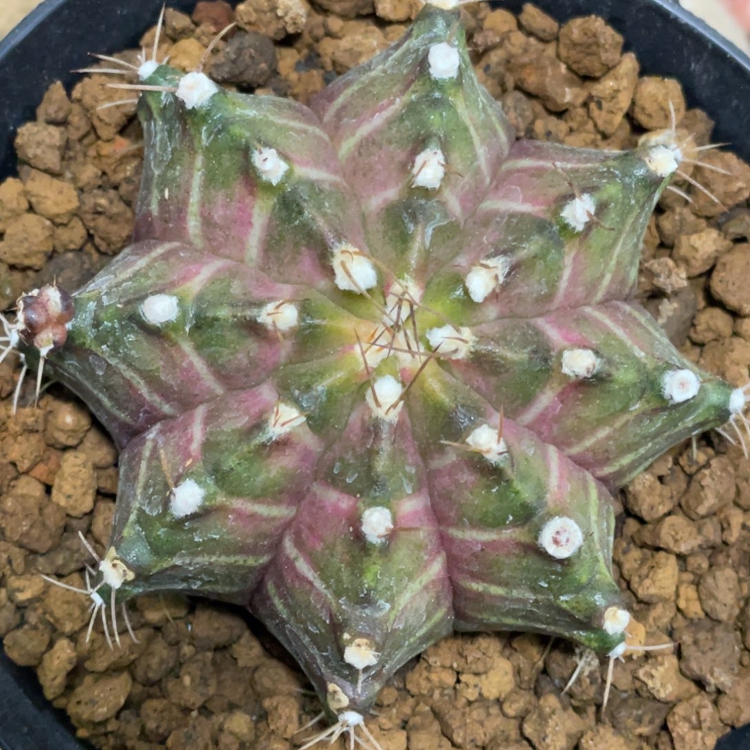 当前无花朵，栽培后可花朵白V纹，粉轮回