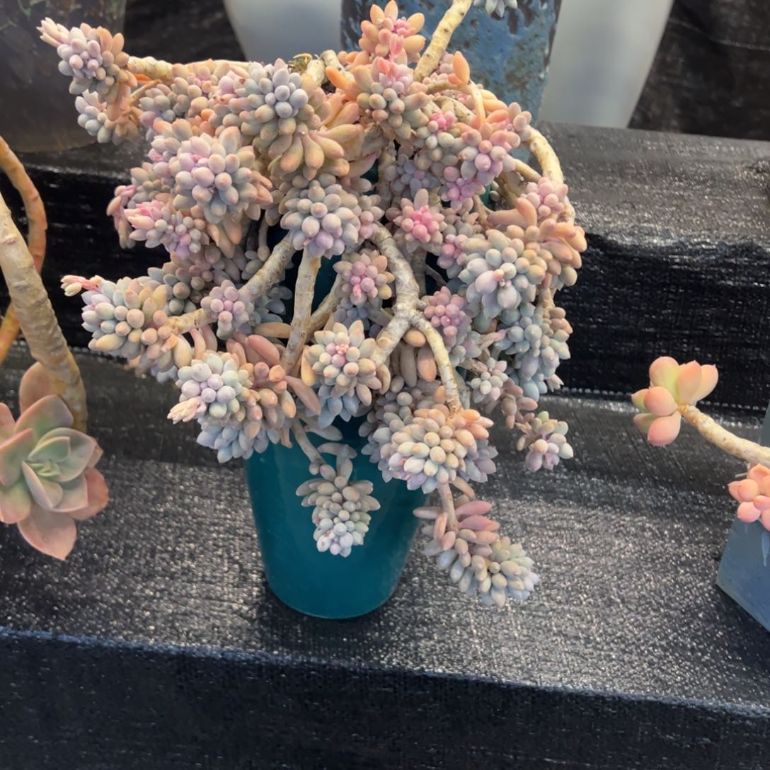 悬崖老桩无砍婴儿手指