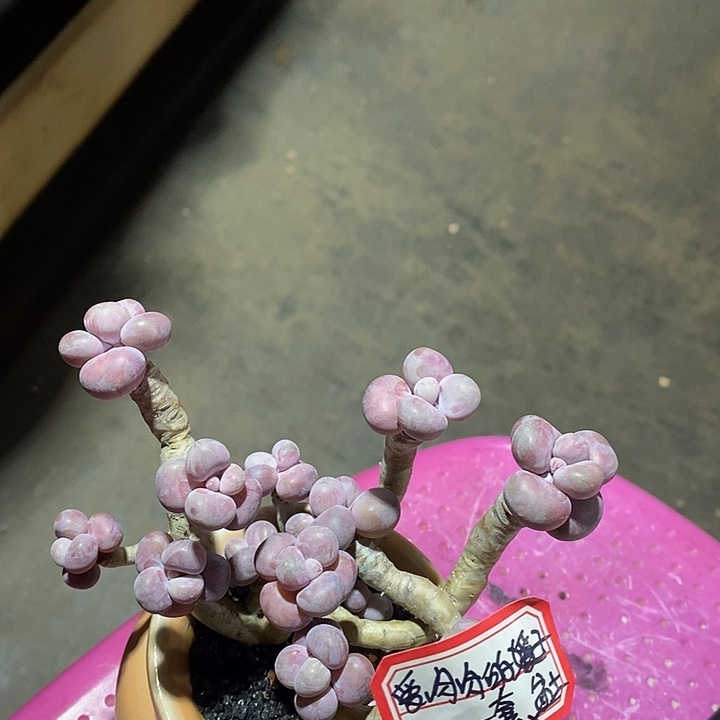 爱***子不考虑我拉东西想我哦哦哦哦哦哦