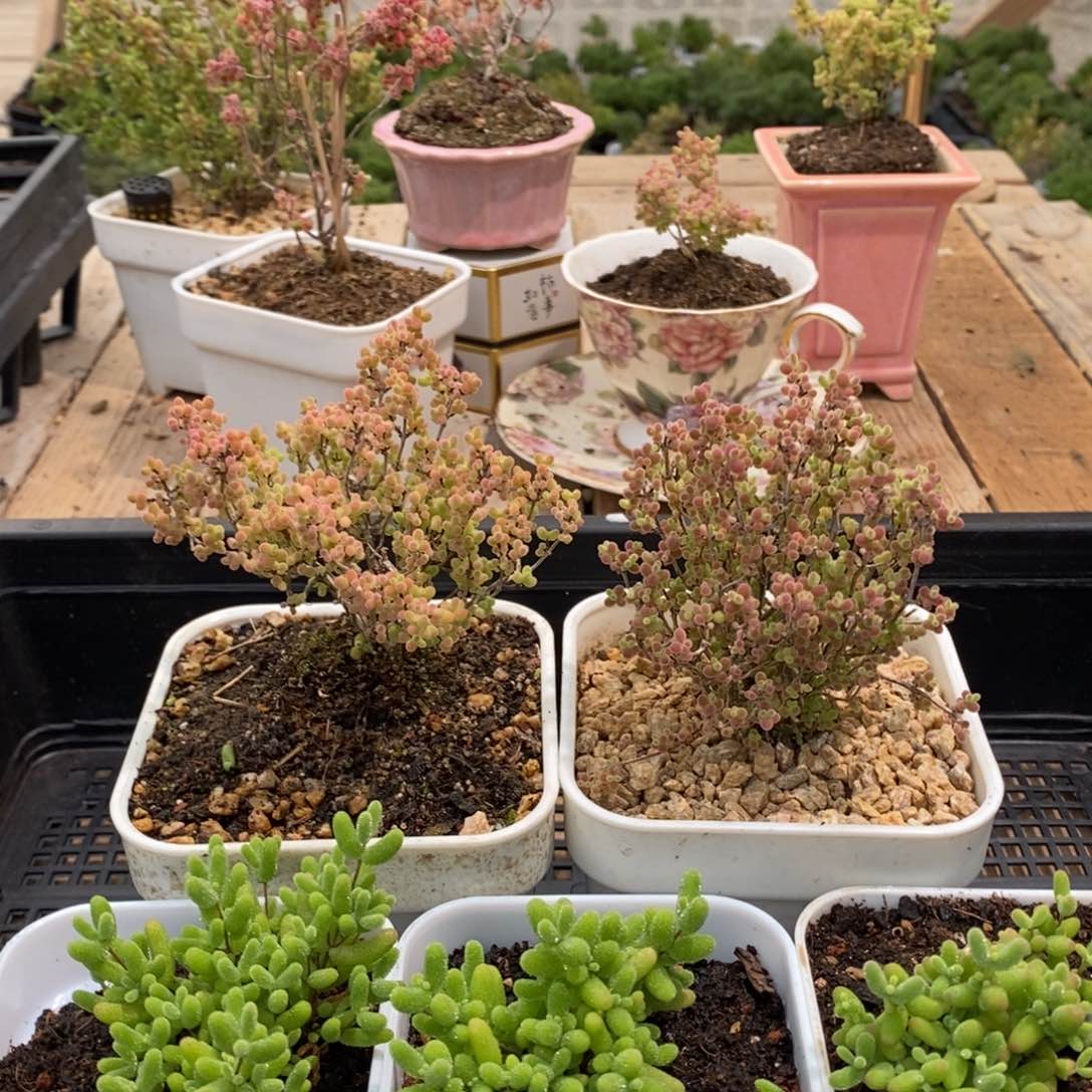 枝干蜜桔糖球来咯533