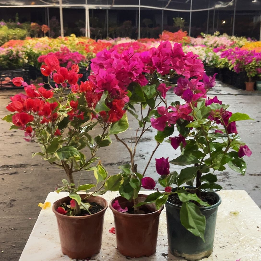 大部分花苞少量开放孟加拉红，黑玫瑰，黑暗行者