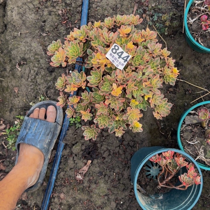 甜茶花25-22包邮花花