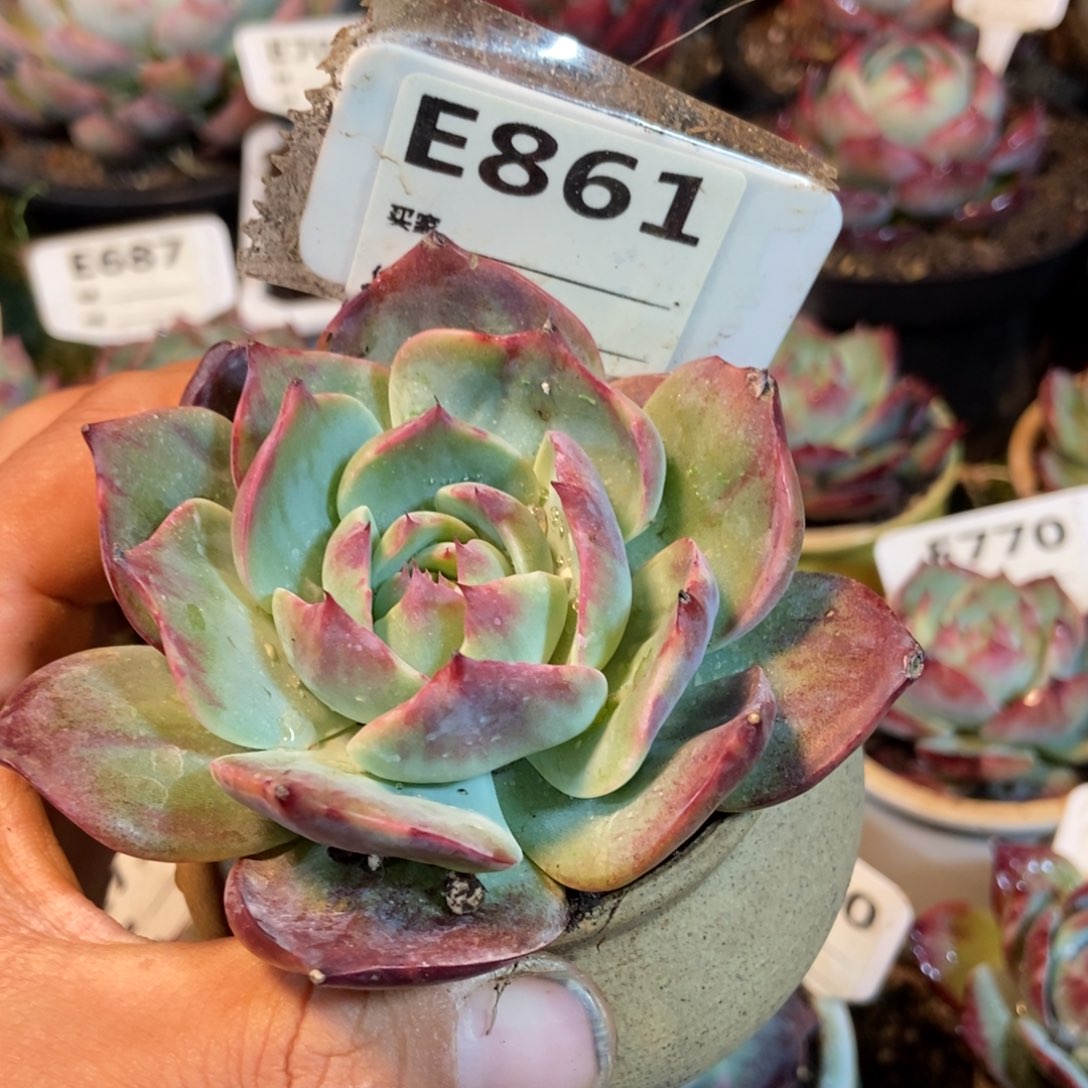 惊鸿一瞥861号楼的