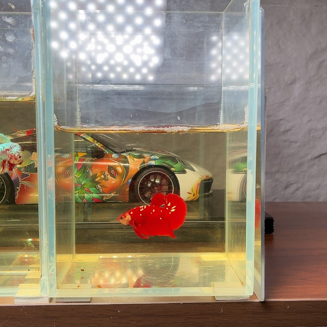 斗鱼彩金将军公鱼