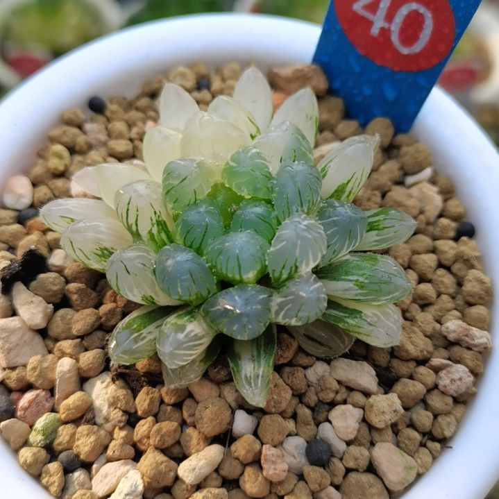 40号OB玉露锦一物一拍带盆土发货