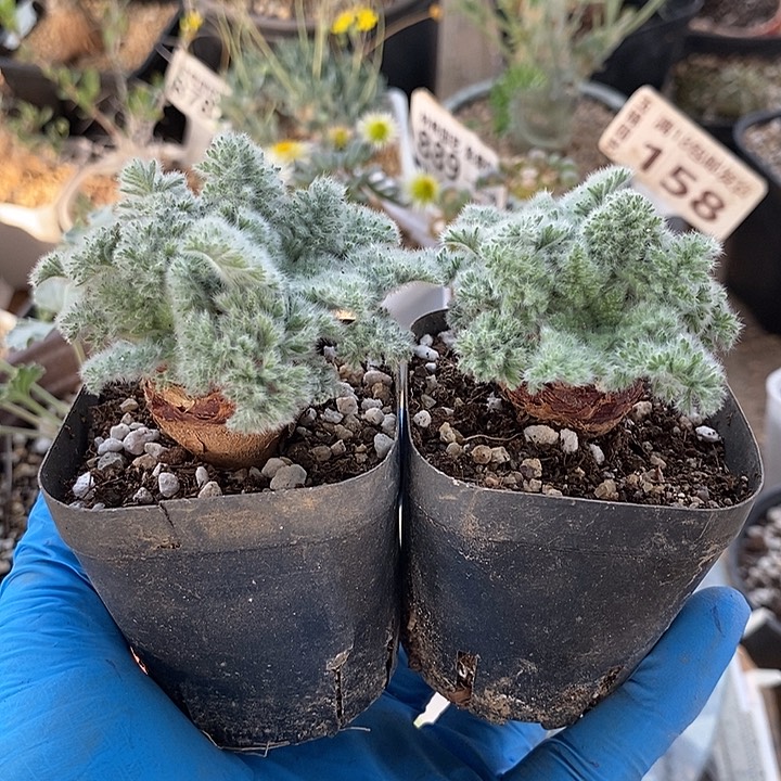 875羽叶2颗带盆一一一一