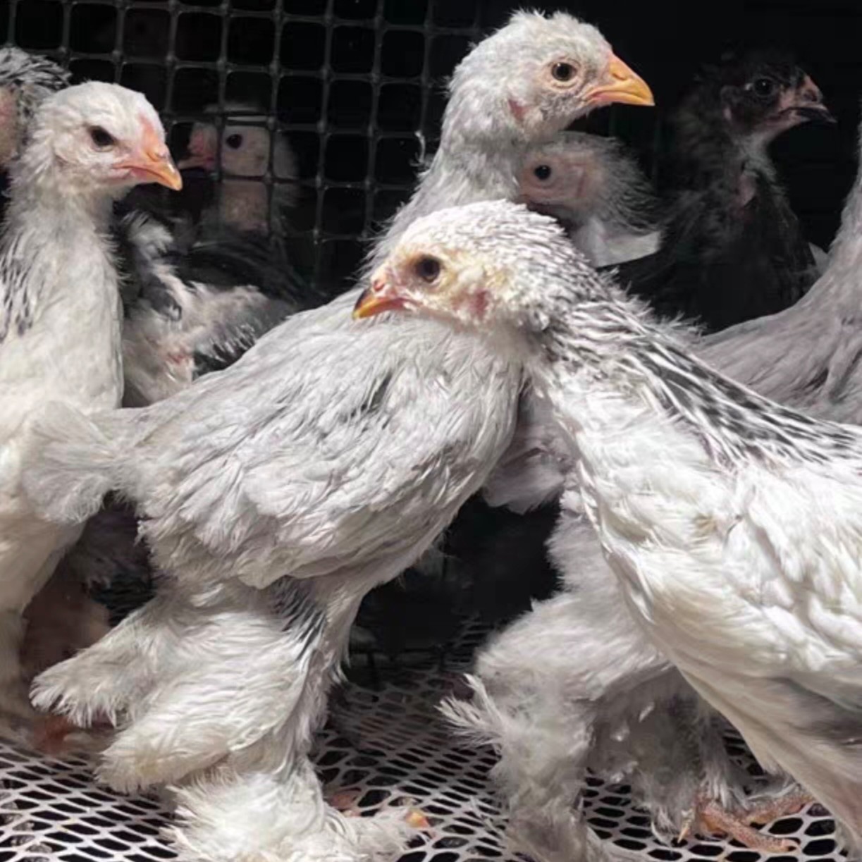 宠物鸡婆罗门脱温鸡包邮包活到家