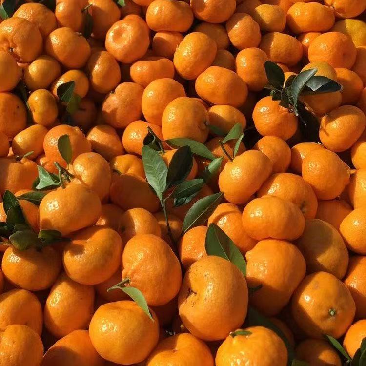 南丰桔《湘西正宗农家种植新鲜多汁薄皮南峰橘》