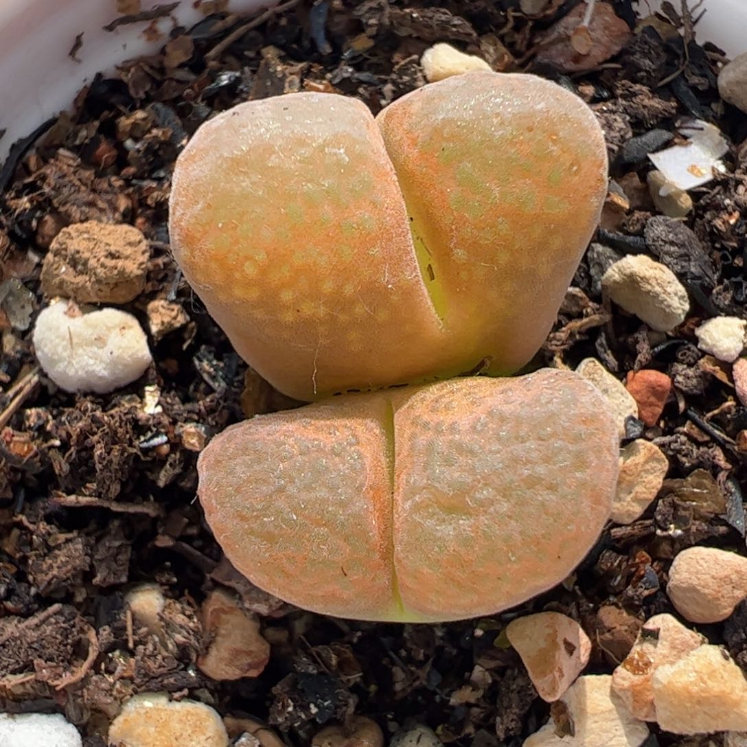 196多肉植物百科