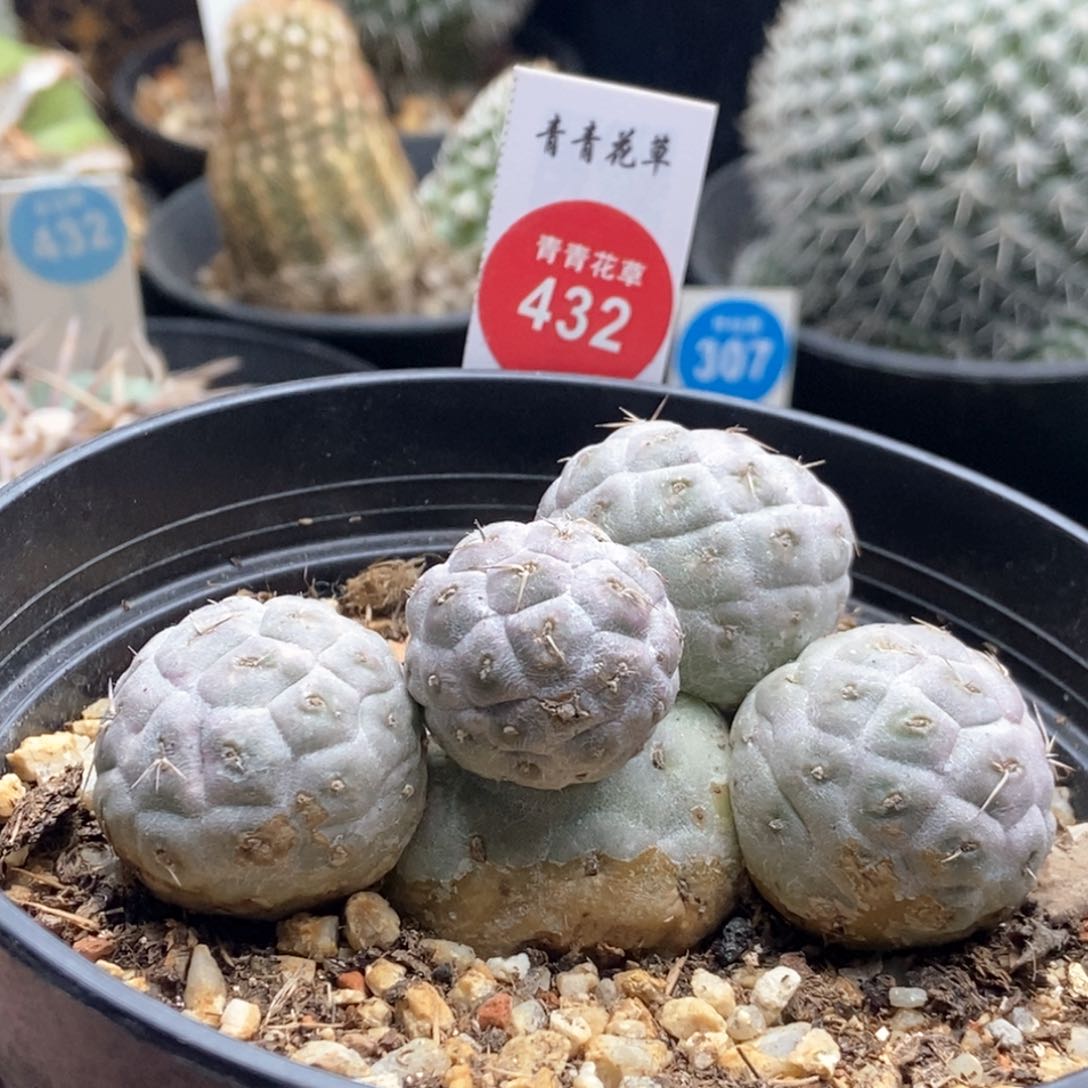 习志野群一棵特价