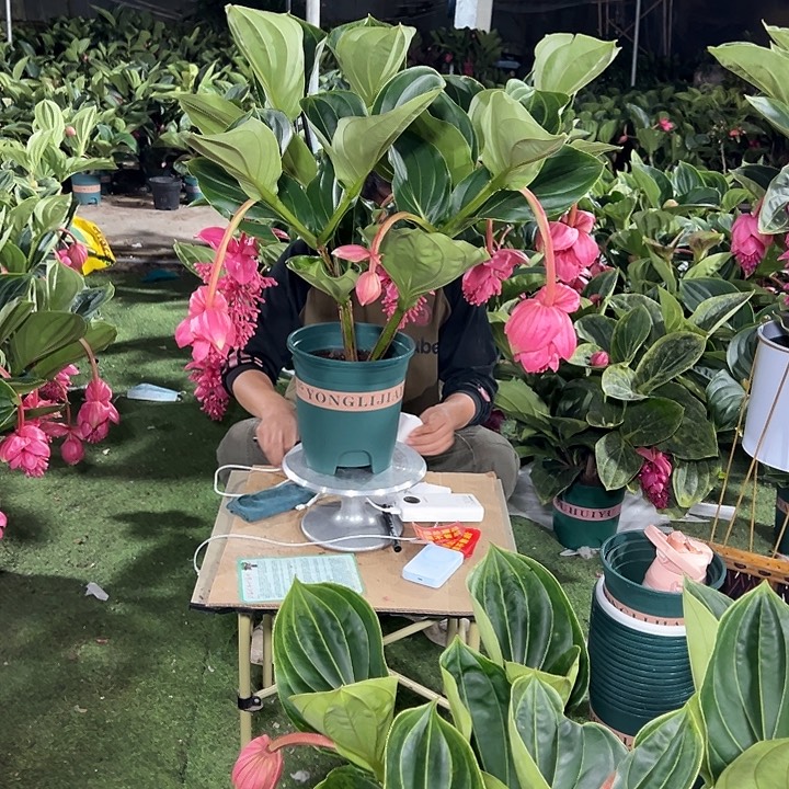 山***霭少量花朵（建议范围：2朵-5朵 或40%以下）