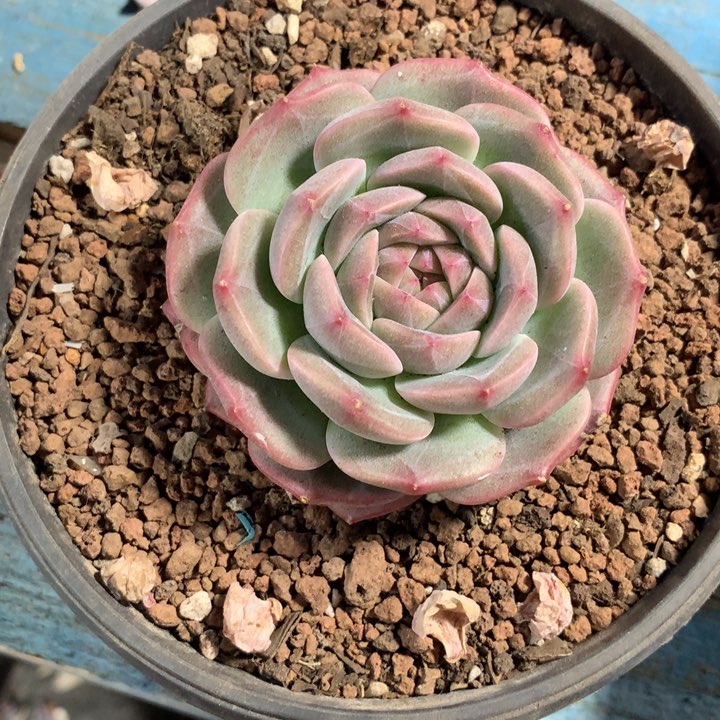 杂，一物一拍，看好下单