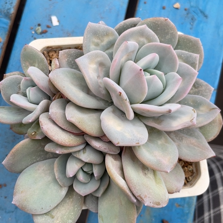 韩版奶茶3头无砍，瑕疵福利