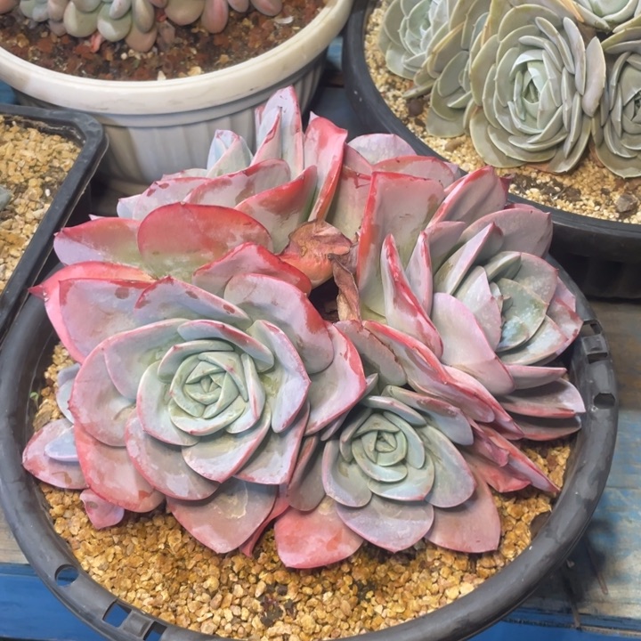 【闪购商品】布鲁蓝