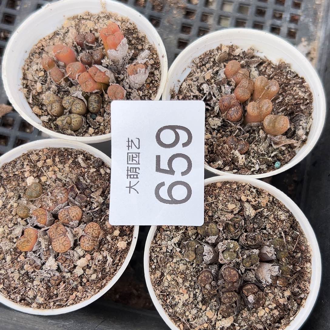 一物一拍带盆土发。 4盆。 659