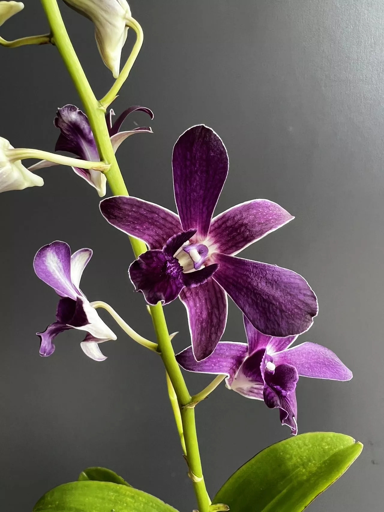 紫气东来秋石斛兰紫色大花石斛兰花期长室内室外可养花期长