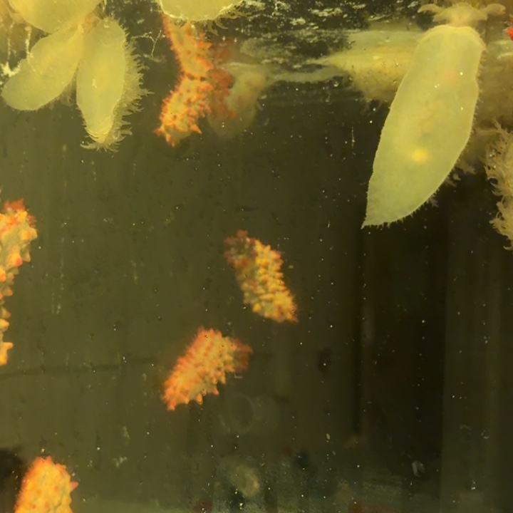 金***奶嘴海葵海猪2个。   