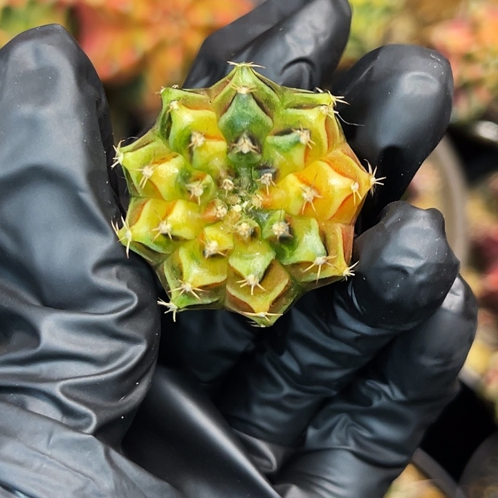 乌贼基因 一物一拍