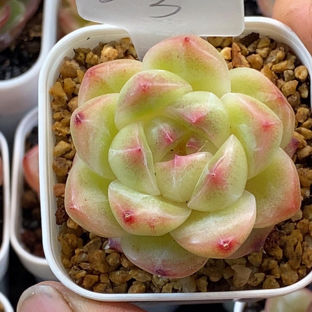 天官赐福百无禁忌