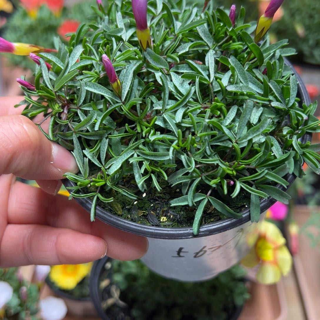 老***3粉白桃之辉