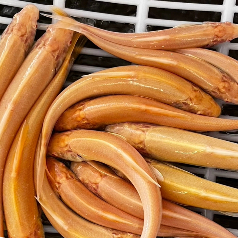 四川红色银鳕鱼 每条7g左右 生态养殖