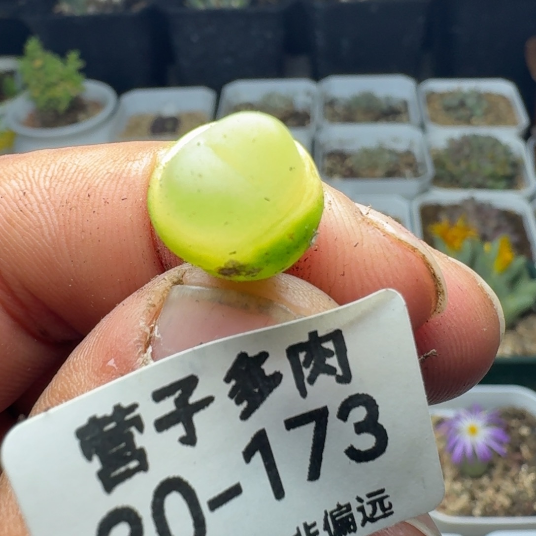 拉登1.2有瑕疵。         