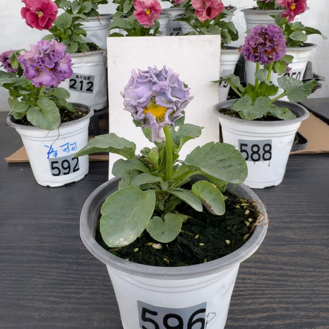 全部花朵596号角堇