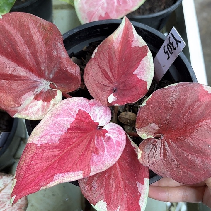 305-0211哆啦A梦彩叶芋广东现货