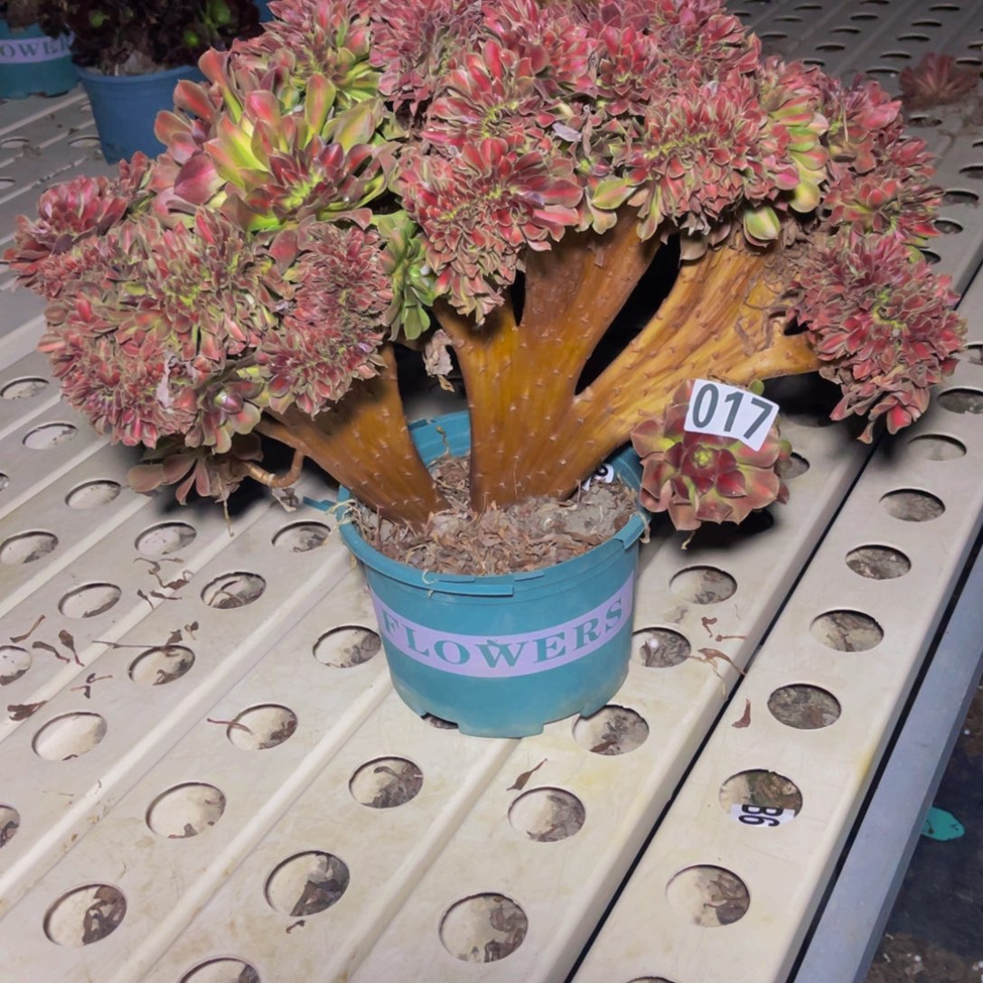 女巫宽中班7///7包邮