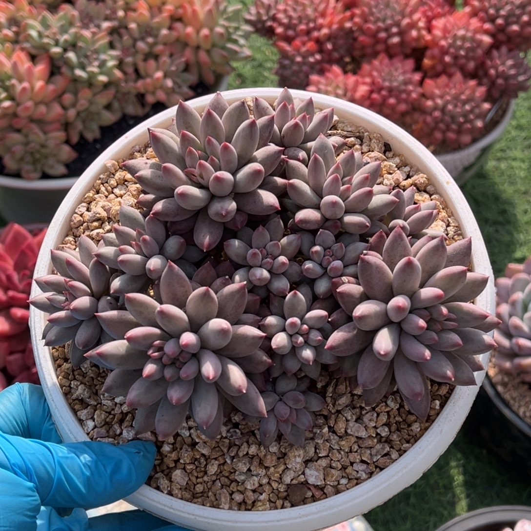 车里子多头一物一拍