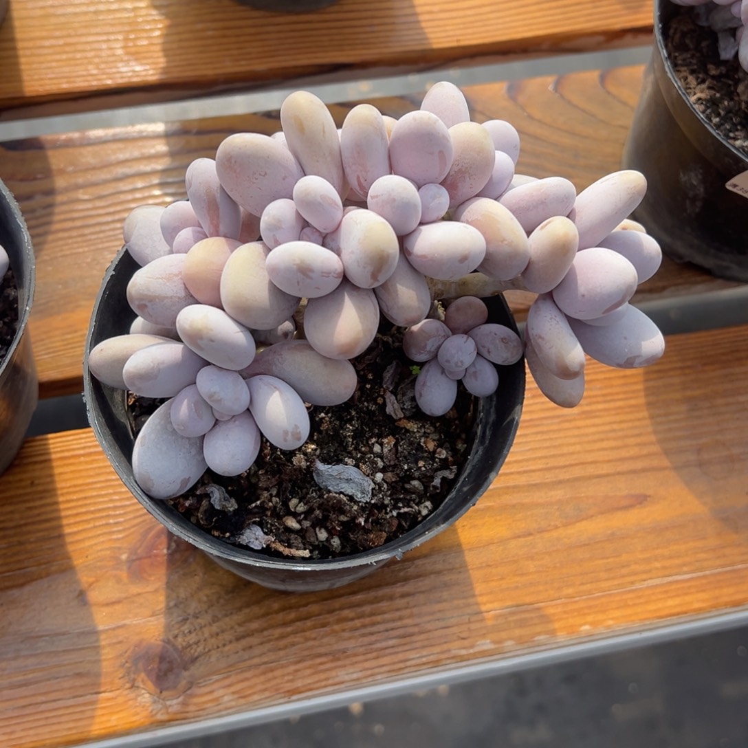 张张精品多肉奶ss