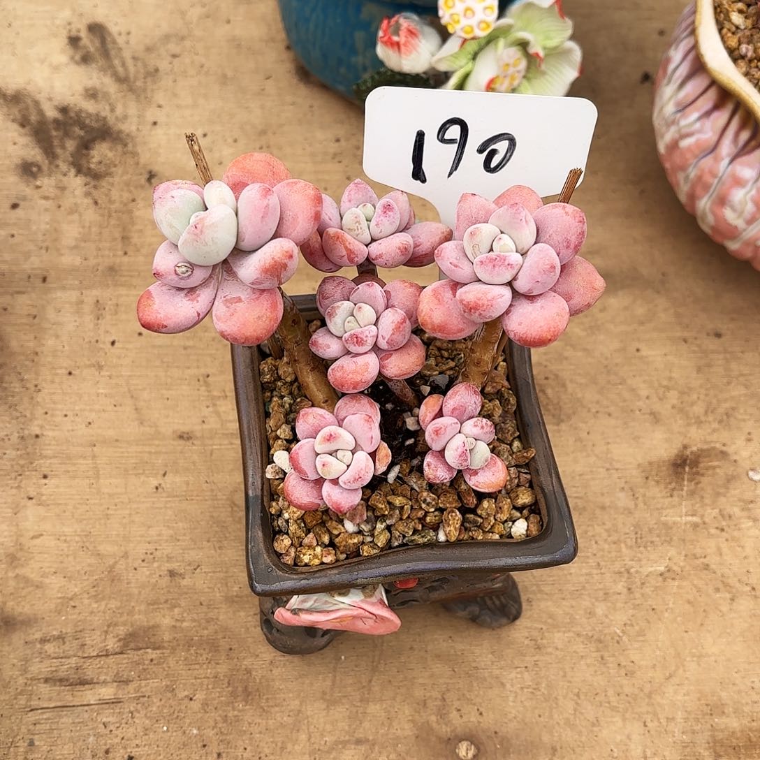 多肉植物，落神190号