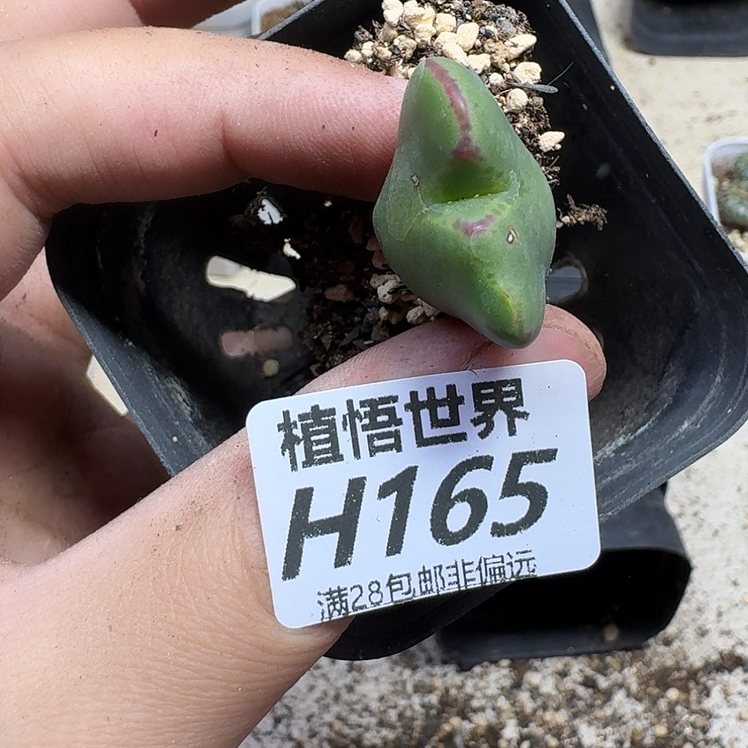 多肉植物的润泽的润泽g