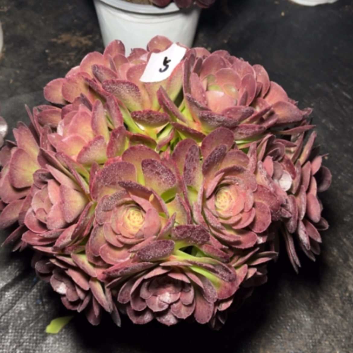 【闪购商品】5莎啦碗多肉法师