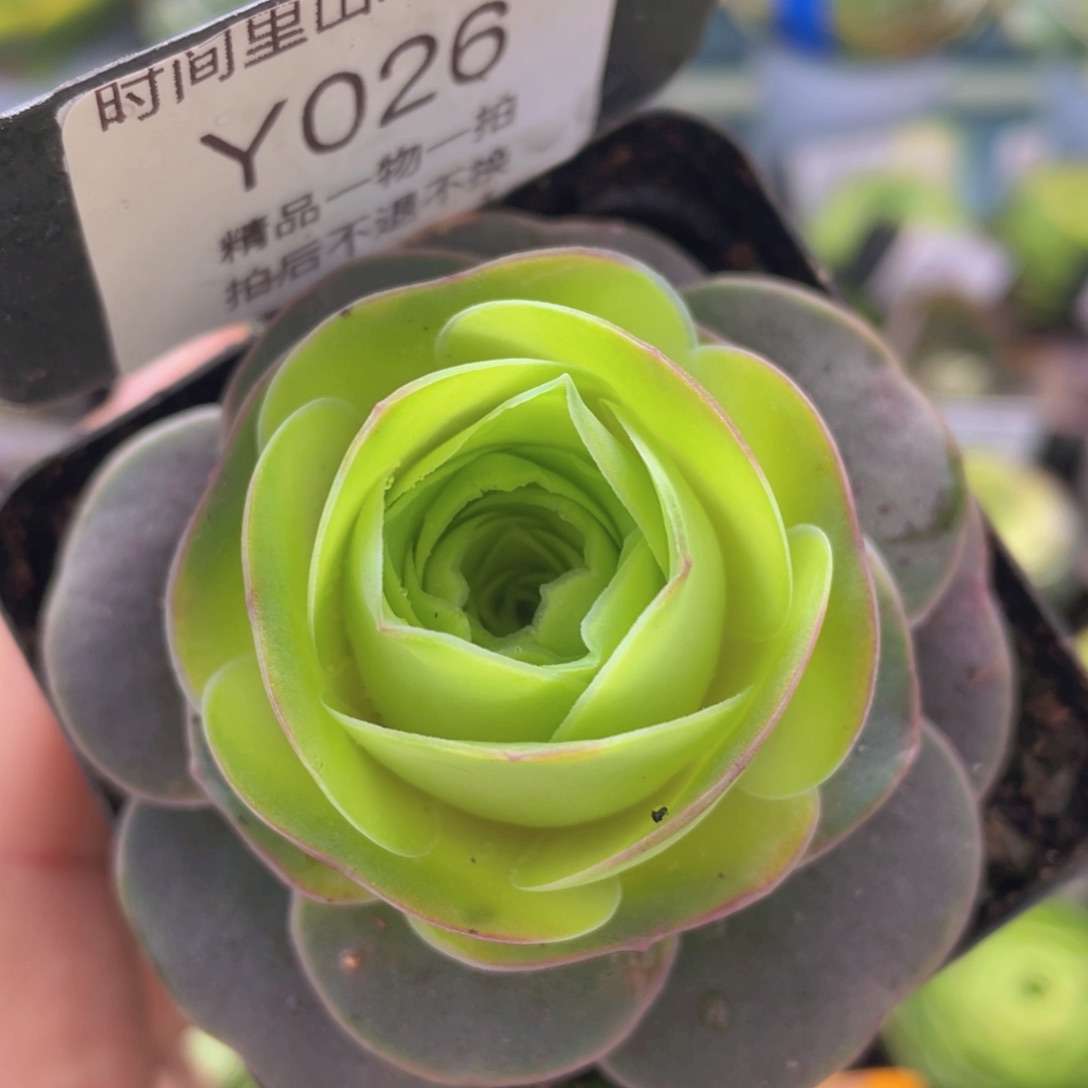 轻纱新年福利026一物一拍