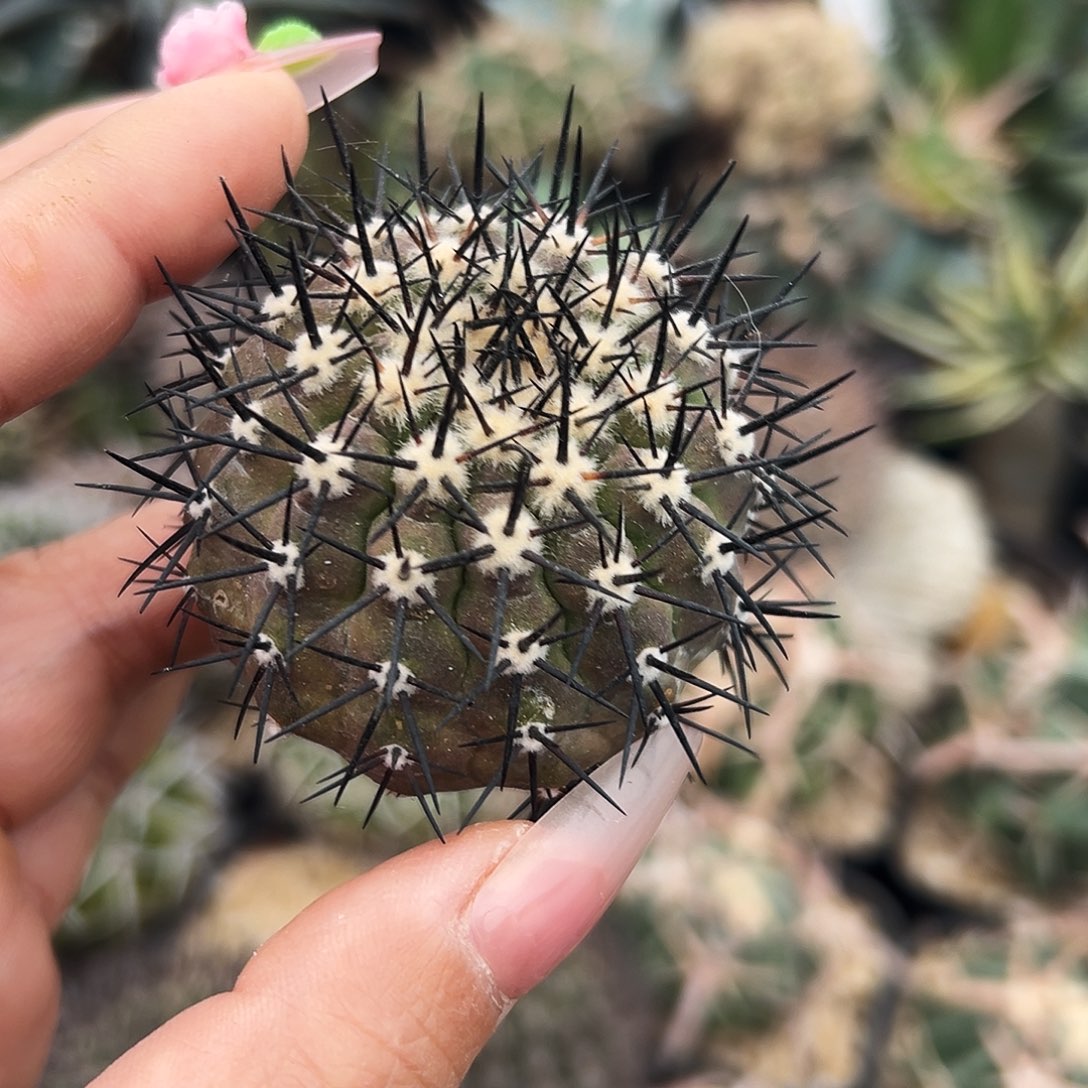 黑王仙人球666666