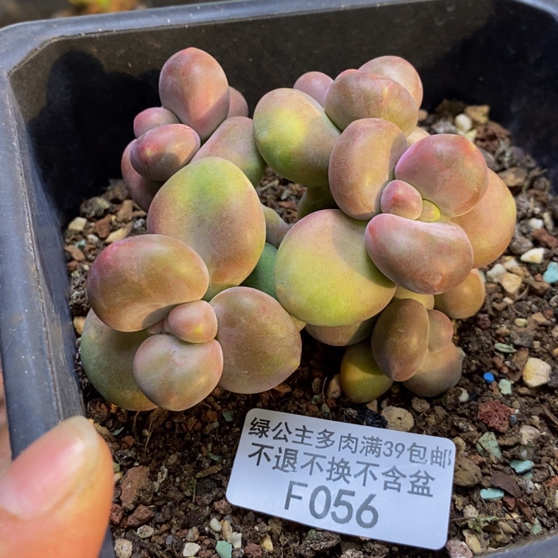 056芒果奶二代多肉7cm