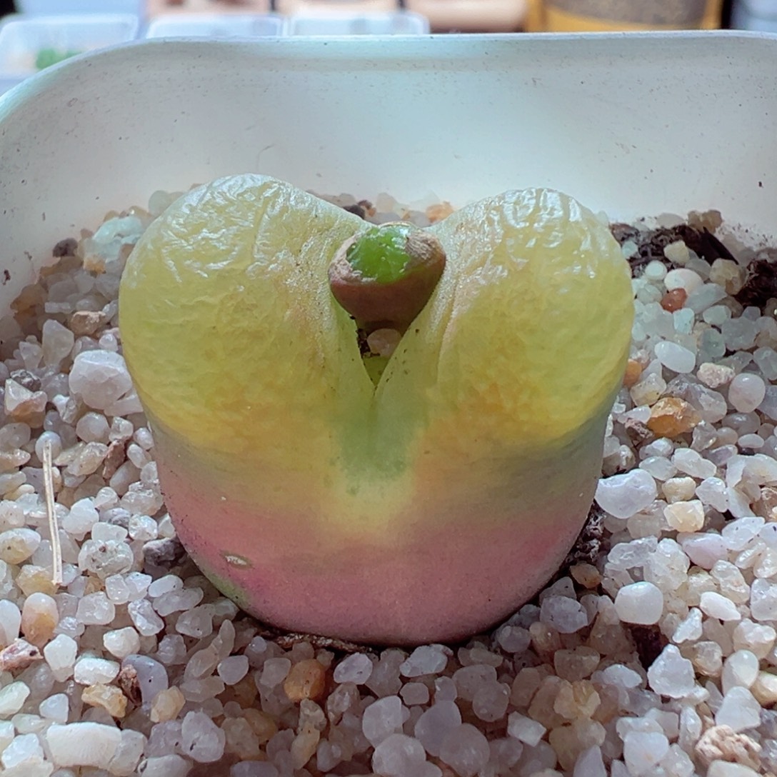 1223-269多肉多肉大毛