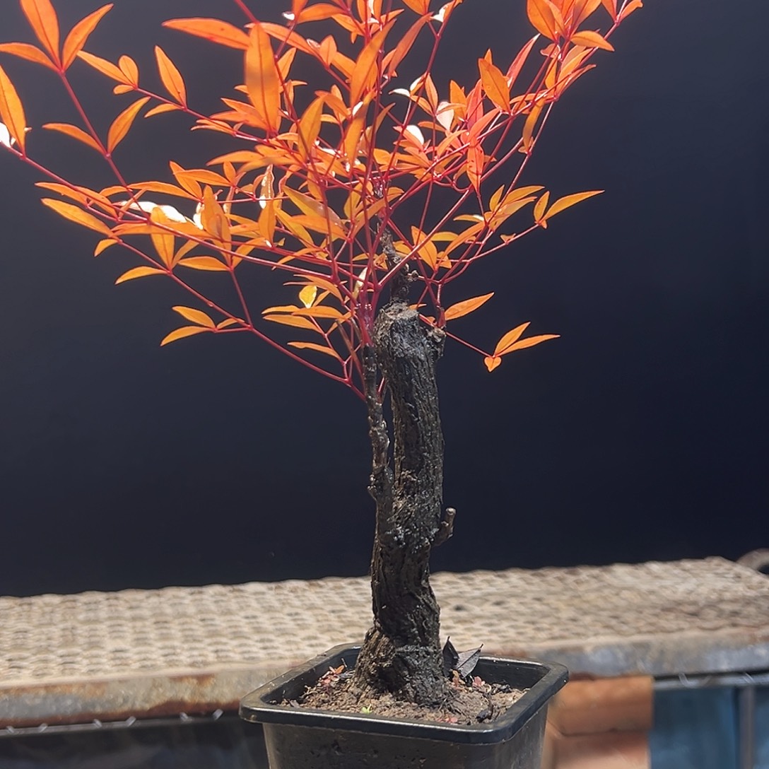 不开花植物00000000033