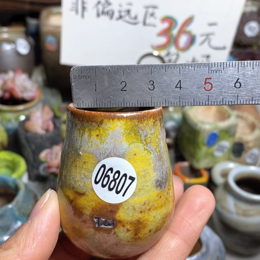 花盆拍5送一个小礼物