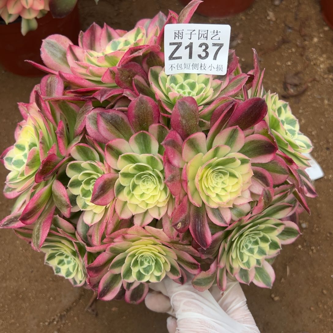 137玉姿尺寸20左右