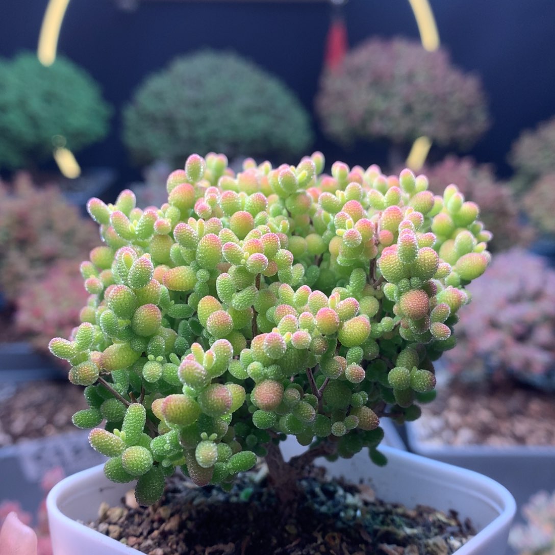 c136蜜橘枝干番杏